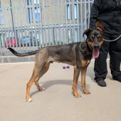 Enzo, Cross Doberman/Husky, Male, 8 Months old, Tan/Black Sable/White, Short Hair, Large
