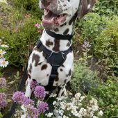 Willow, Dalmatian, Female, 2 and a half years old, white with brown spots, short hair, medium to large.