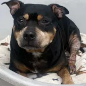 Esme, Staffordshire Bull Terrier, Female, Approximately 8 to 9 Years Old, Black Tan & White, Small to Medium, Short Hair.