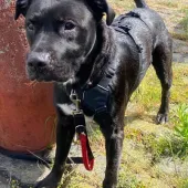 🐾Percy, Cross Labrador, Male, Approximately 6 to 8 Years Old, Black & White, Medium, Short Haired.