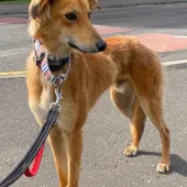 Foxy, Saluki Cross, Male, Approximately 1 to 2 Years Old, Tan and Black, Medium, Feathered Coat. 