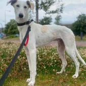 🐾Bolt, Lurcher, Male, 10 Months Old, Large, White & Fawn, Short Hair. 🐶