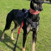 Ivy, Lurcher, Female, Approximately 1 - 2 Years Old, Black and Tan, Medium, Short Hair. 