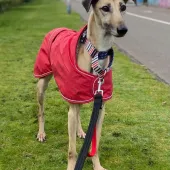 Honey, Lurcher, Approximately 7 to 8 years Old, Medium to Large, Fawn & White, Short Hair.