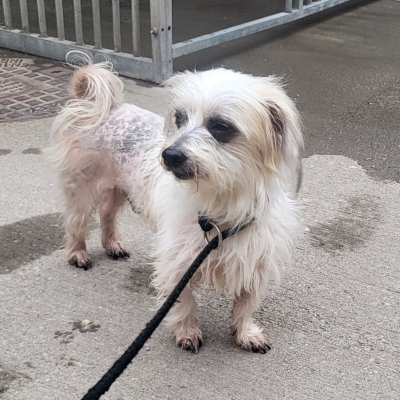 image of Bailey the dog, a small white cross Terrier