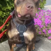 image of Roxy the dog, a American Bulldog cross, medium size, 1 year old, brown and tan coloured.