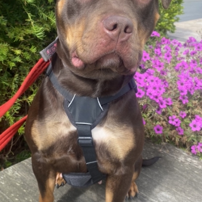 image of Roxy the dog, a American Bulldog cross, medium size, 1 year old, brown and tan coloured.