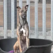 Flynn, Lurcher, Male, 1 Year Old, Brindle, Large, Short Hair. 