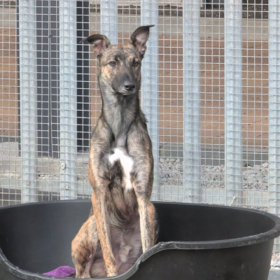 Flynn, Lurcher, Male, 1 Year Old, Brindle, Large, Short Hair. 