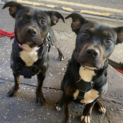 Cross Breeds, Females, Approximately 1 to 2 Years Old, Black Tan & White, Medium, Short Hair.