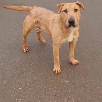 Axl, Cross English Bull Terrier, Male, Approximately 1 to 2 Years Old, Fawn and White, Medium, Wire Haired.
