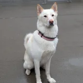 Angel, Husky/German Shepherd, Male, 3.5 Years Old, White/Cream, Large, Thick Short Hair.
