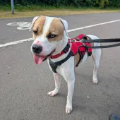 Billy, American Bulldog Type, Male, White & Tan with One White Eye, Large, Short Hair