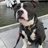 Blue, Staffie, male, approximately 2 years old, black and white, short hair, medium