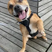 Buddy, Staffie, Male, 6 years old, Tan/Grey Muzzle, Medium, Short Haired. 