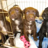 Puppies (2014) Image