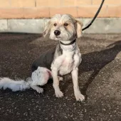 Harry, Mongrel, Male, 7 to 8 years old, Tri Colour, Small to Medium, Long Haired. 