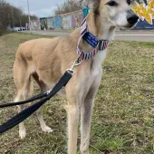  Hudson, Saluki, male, 11 years old, tan sable and white, short hair, medium to large.