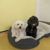 Lucy & Lexie
