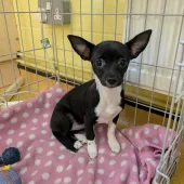 Little Miss, Cross Chihuahua/Jack Russell, Female, 4 months old, black and white, short hair, small
