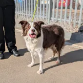 Maizie, Collie, Female, 7.5 Years Old., Brown & White, Medium, Long Haired.