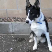 Charlie (2012) Image