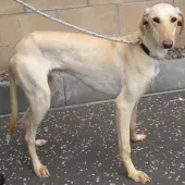 Flipper (2013) Image