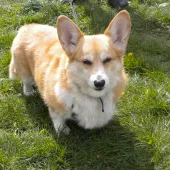 Cutechie (2016) Image