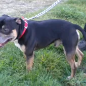 Gnasher (2016) Image