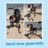 Reggie, Saluki type, male, 8 months old, black and tan, semi long hair.