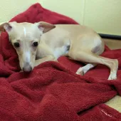 Sophie, Whippet cross Chihuahua, Female, 8 Months Old, Fawn & White, Small, Short Hair.