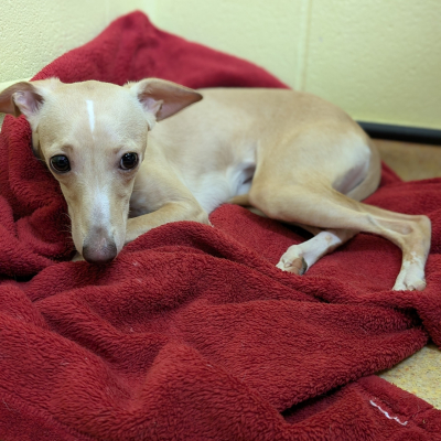Sophie, Whippet cross Chihuahua, Female, 8 Months Old, Fawn & White, Small, Short Hair.