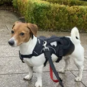 Winter, Jack Russell, Female, 1.5 Years Old, Tri Colour, Small, Short Hair.