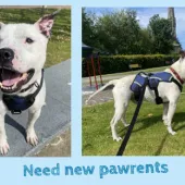 Ziggy, Staffordshire Bull terrier, Male,  Approximately 10 – 12 years old, White, small to medium, short hair. 