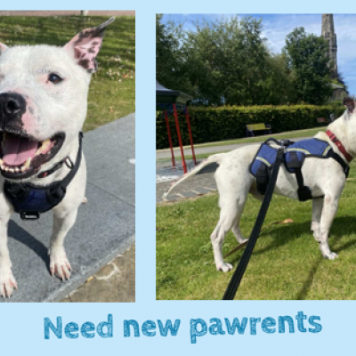 Ziggy, Staffordshire Bull terrier, Male,  Approximately 10 – 12 years old, White, small to medium, short hair. 