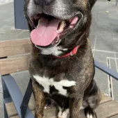 Bear, Cross Staffie, 7.5 years old, Male, Black/Brindle/White, Short Hair, Medium