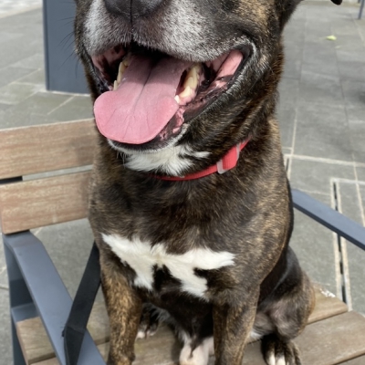 Bear, Cross Staffie, 7.5 years old, Male, Black/Brindle/White, Short Hair, Medium