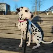 Belle, Dalmatian, female, 2 years 6 months old, white and black, short hair, medium.