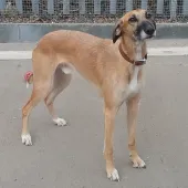 Buddy, Buddy, Lurcher, male, aged 2 years, tan and white, rough coated, large. 