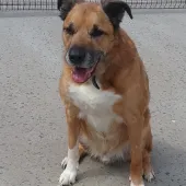 Charlie, Cross Collie/German Shepherd, male, aged 11 years, tan and white, short hair, large size.