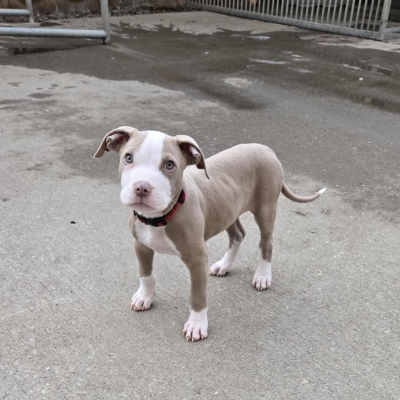 Dobbie, Bully Type, male, 10 weeks old, fawn and white, short hair, medium.