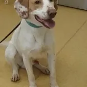 Fred, Cross Fox Hound, male, aged 1 year, white and tan, short hair, med.
