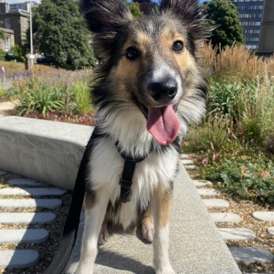 Haggis, Collie, Male, Approximately 6 months old, Tri colour, Long Hair