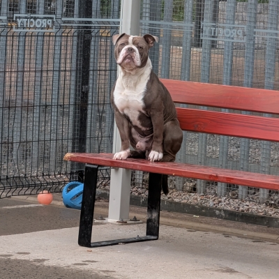 Hugo, Bull Dog type, Approximately between 2 and 4 years old, male, brown and white, short hair, medium