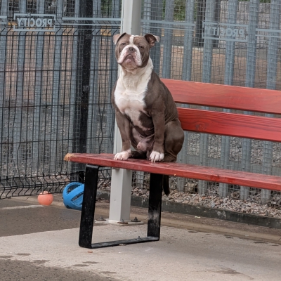 Hugo, Bull Dog type, Approximately between 2 and 4 years old, male, brown and white, short hair, medium