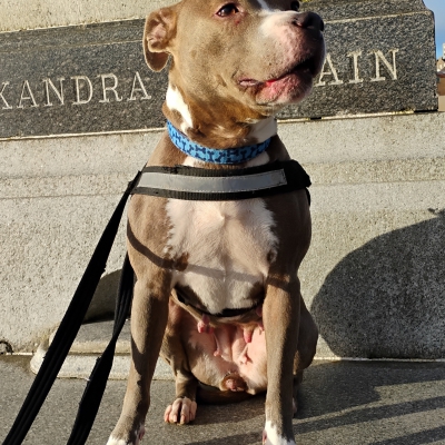 Skye, Staffie, female, 7years old, brindle and white, short hair, medium.