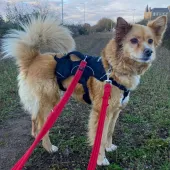 Jazz, Cross Breed, female, 9 years old, tan and white, long hair, medium.