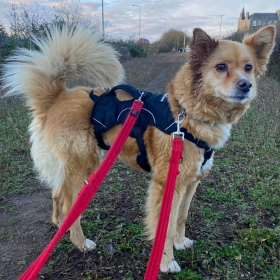 Jazz, Cross Breed, female, 9 years old, tan and white, long hair, medium.