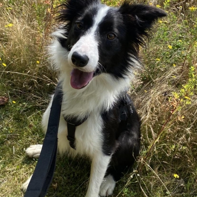 Jessie, Collie, Female, Approximately 10 months old, Black and White, Long Hair