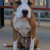 Kash, Cross Staffie, male, 6 months old, tan and white, short hair, medium.